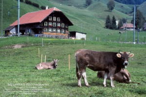 SWITZERLAND IMG_0004 (2)